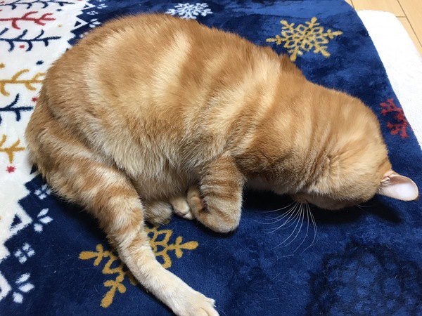 顔を毛布につけて後ろ足をのばしてすまん寝をする猫