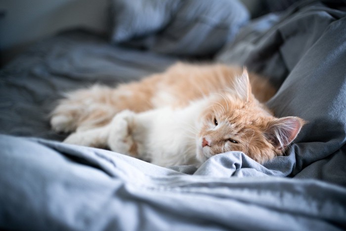 ベッドの上で寝る猫
