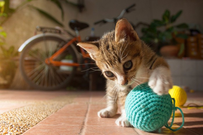 毛糸で遊ぶ子猫