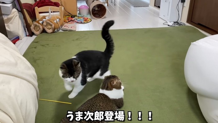 おすわりする猫と横に立つ猫
