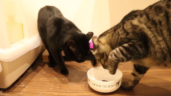 お皿に手をかけようとする2匹の猫