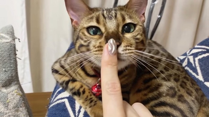 人の人差し指に顔を近づける猫