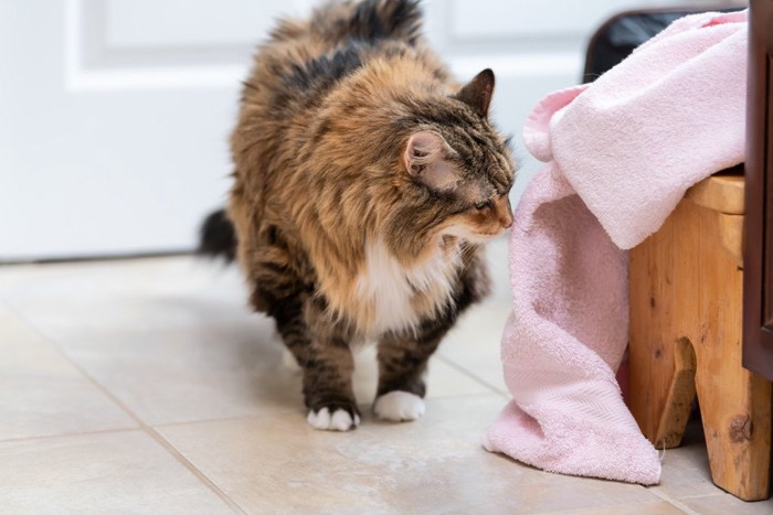 タオルのにおいをかぐ猫