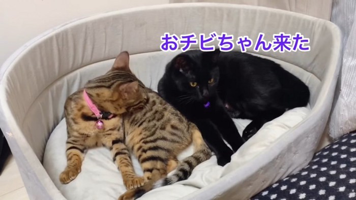 ピンク色の首輪の猫と黒猫