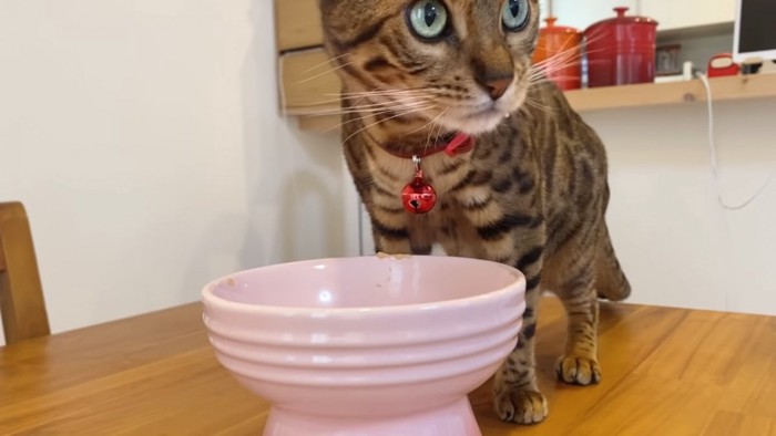 お皿の前にいる猫