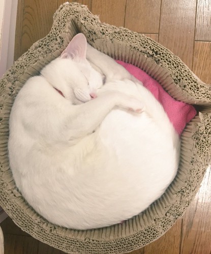 白猫のニャンモナイト