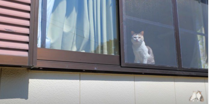 窓 猫