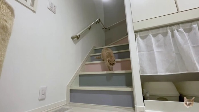 カラフルな階段と茶色猫
