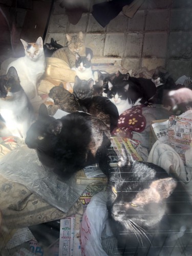 たくさんの猫たち