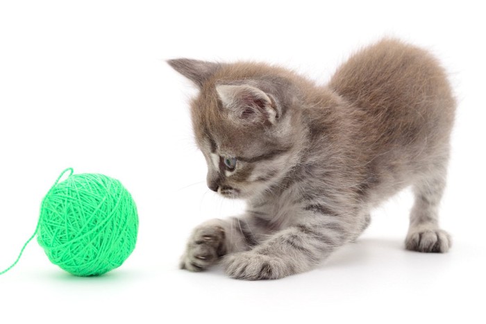 ボールと遊ぶ子猫