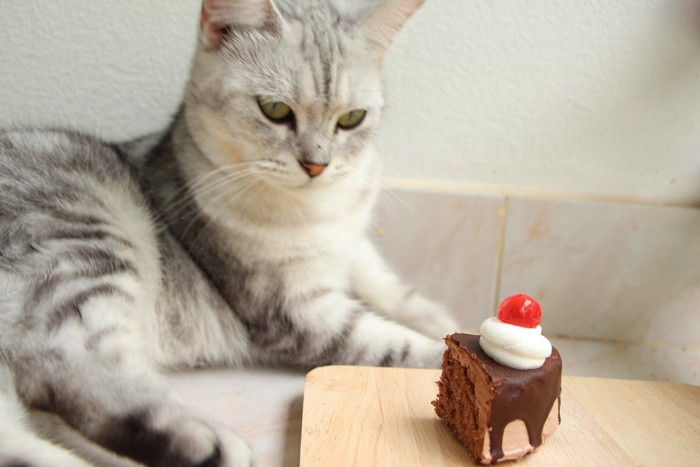 チョコレートケーキを見つめる猫