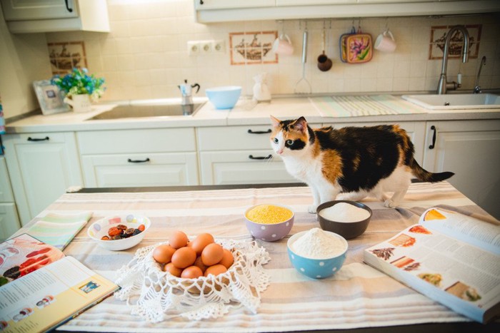 猫用のご飯の準備とカウンターの上の猫