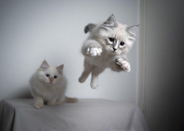 ジャンプする猫と見つめる猫