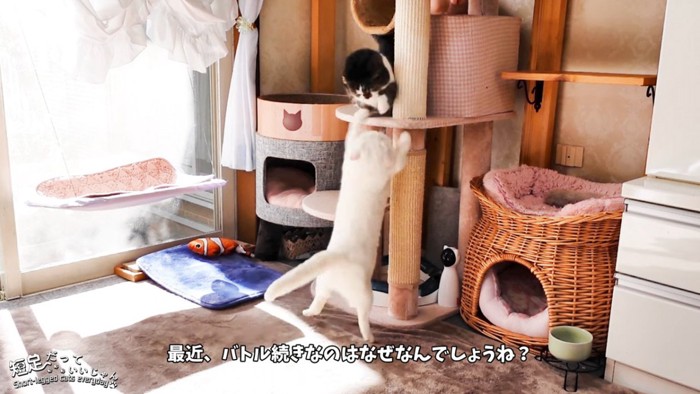 キャットタワーで喧嘩する2匹の猫