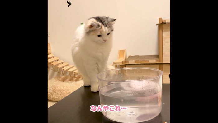 お湯の中を見つめる猫