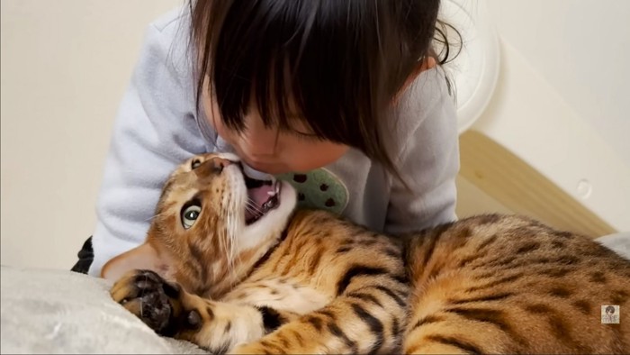 口をあける猫