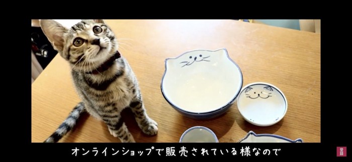 お皿と猫