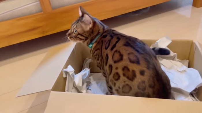 箱の中に座る猫