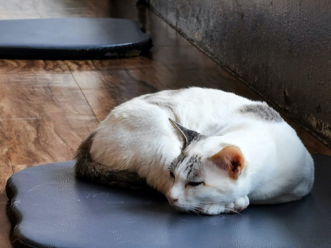 床に敷かれたマットの上で眠る猫