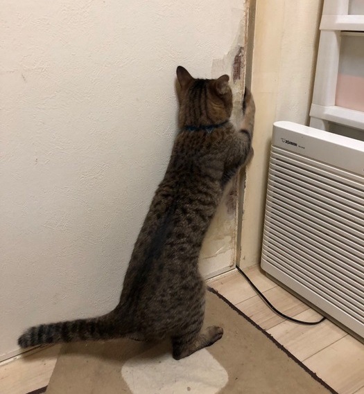 立ち上がって扉を開ける猫