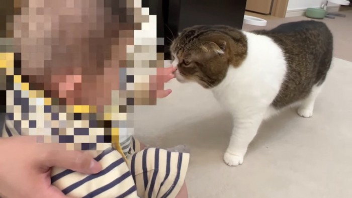 赤ちゃんに手に顔を近づける猫