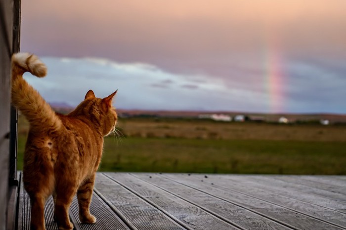 虹を見ている猫