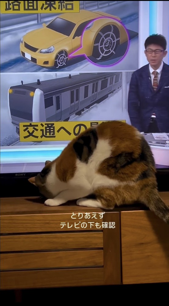 テレビの下を見る猫
