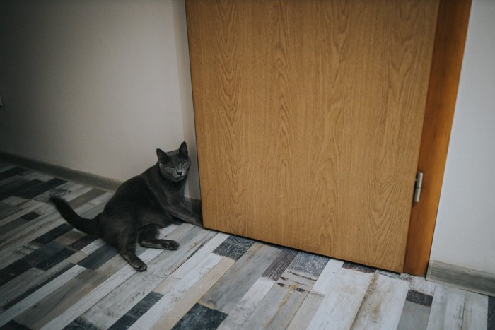 ドアの前で座っている猫