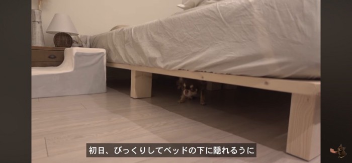 ベッドの下に逃げ込む犬
