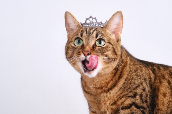冠をかぶった猫が、舌を出しているキュートな姿