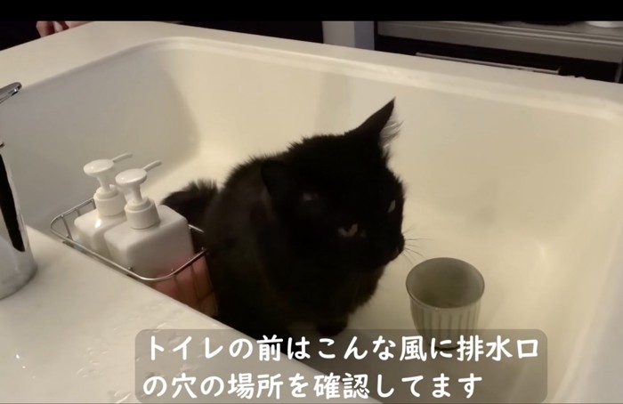 シンクの中でトイレをしようとする猫