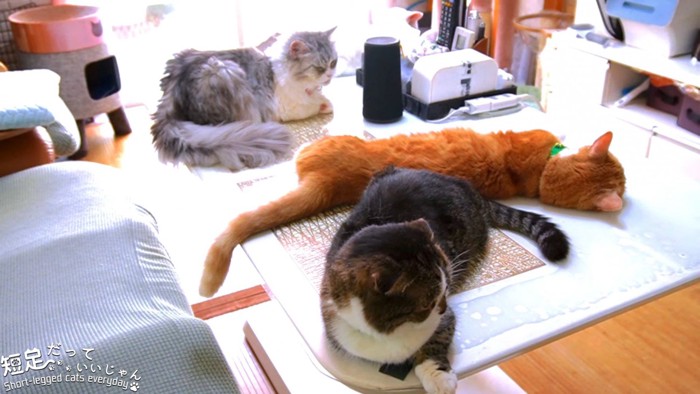 テーブルに乗る4匹の猫