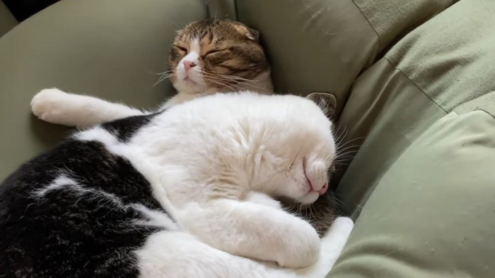 重なって寝る2匹の猫の顔
