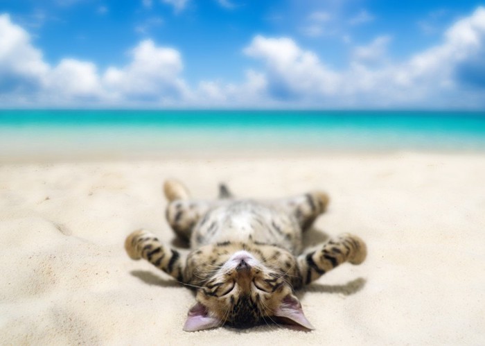 海に寝そべる猫