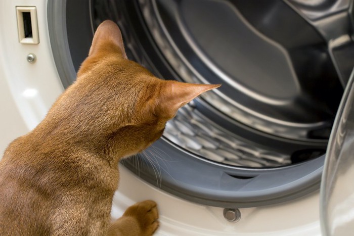 洗濯機を覗き込む猫の後ろ姿