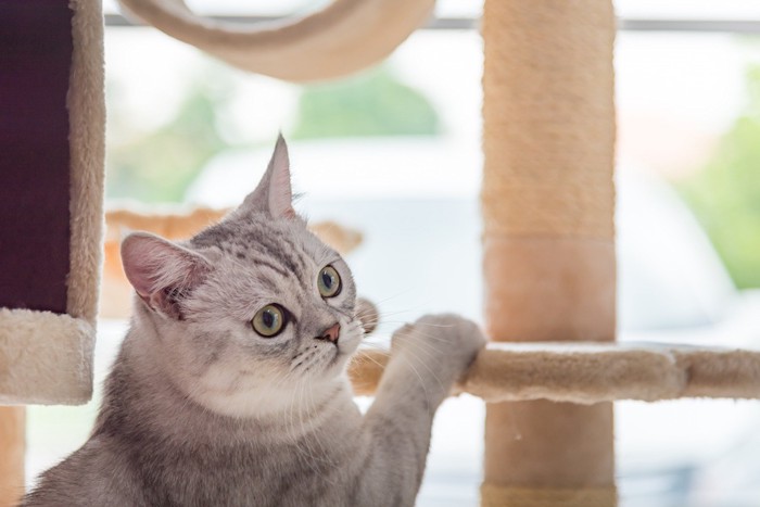 キャットタワーに登って遊ぶ猫