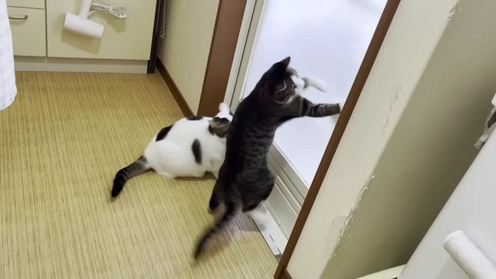 浴室のドアに躍りかかる猫
