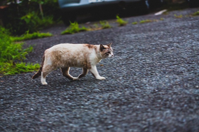 外を歩く猫