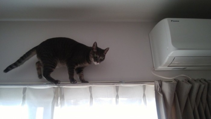 カーテンレールの上にいる灰色猫