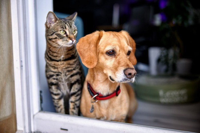 外を眺める猫と犬