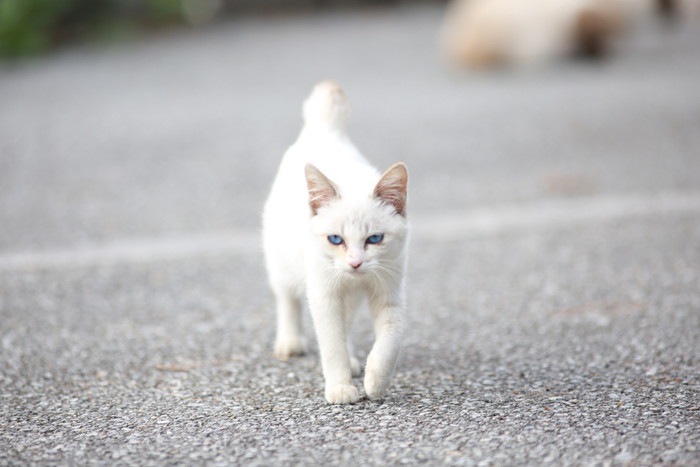 道を歩く白い猫