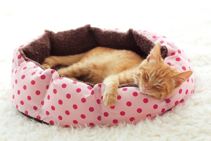 ピンクのベッドで眠る猫