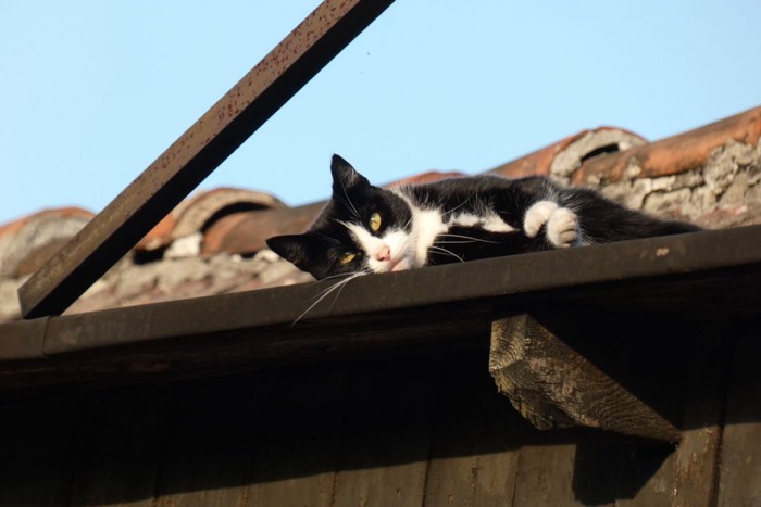 屋根の上でくつろぐ猫