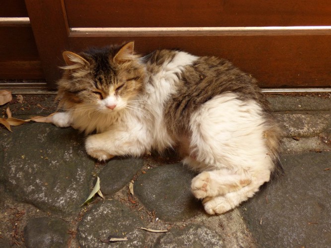 玄関の猫