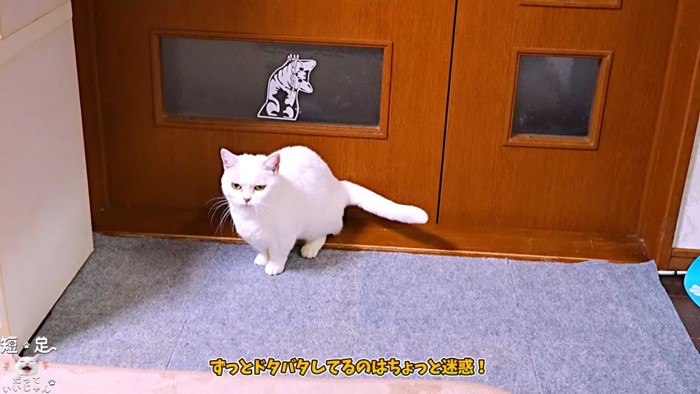 ドアの前にいる白猫