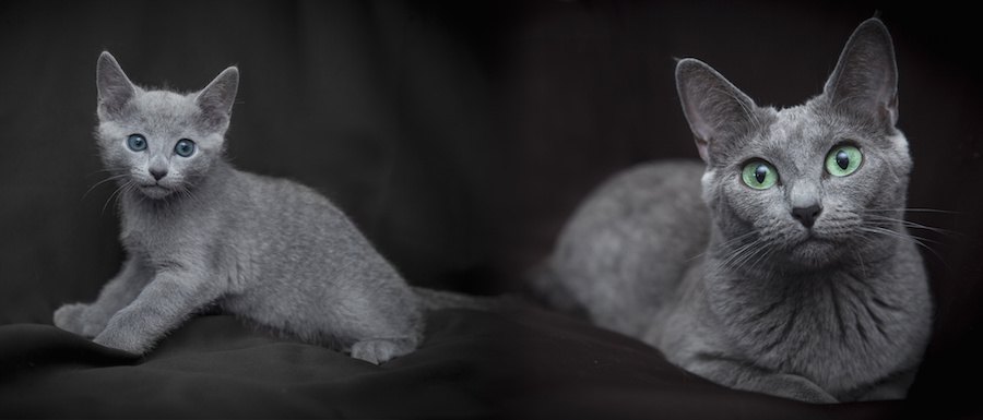 ブルーキャットの成猫と子猫