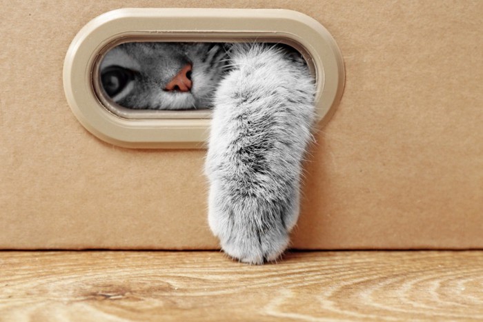 ダンボールの箱から覗く猫