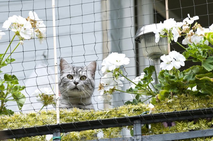 花の植えられたベランダのネット越しに外を見る猫