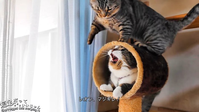 前足を上げる猫と口を開ける猫