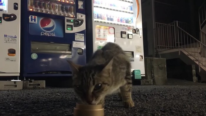 自動販売機の前でごはんを食べる猫